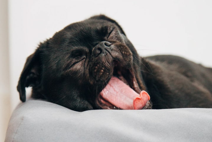 Meu cachorro só quer dormir e não come. O que pode estar acontecendo?