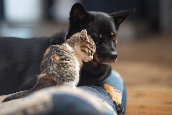 Petlove e Porto Seguro se unem para lançar a Porto.Pet