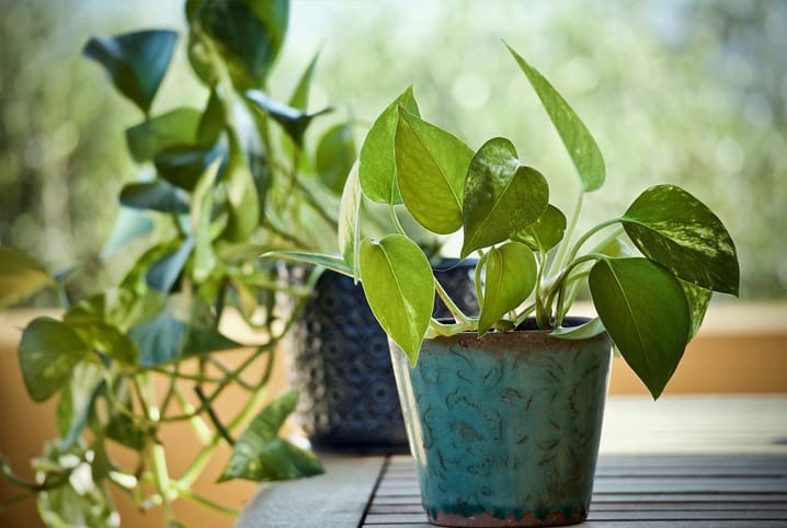 Plantas para sacada: confira quais são as melhores para o ambiente