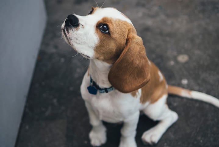 Por que o cachorro segue o dono?