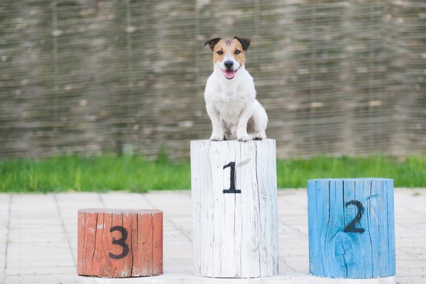 Raças de cachorro populares no Brasil