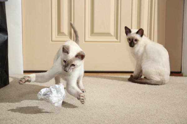 Raças de gato que gostam de brincar