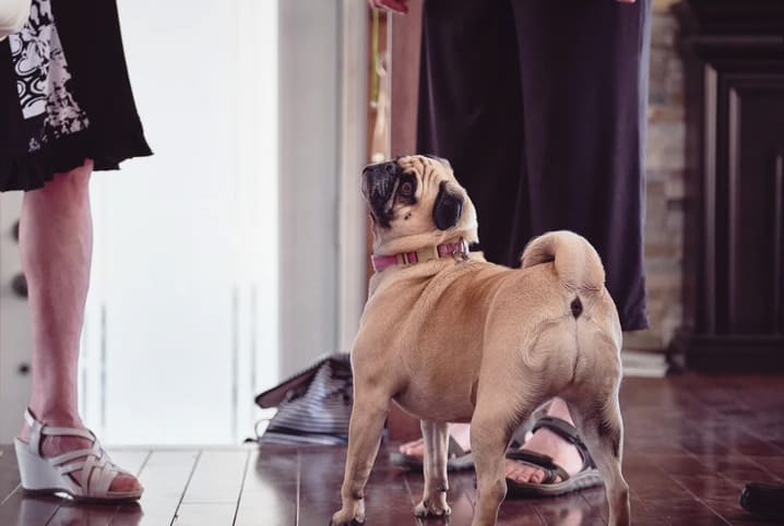 Recolher fezes do cachorro: por que é tão importante?