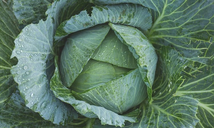 Será que coelho pode comer couve manteiga? Saiba mais sobre a dieta do pet!