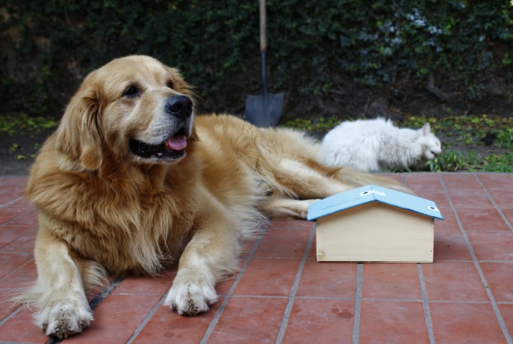 Tipos de casinha para cachorro: qual escolher?