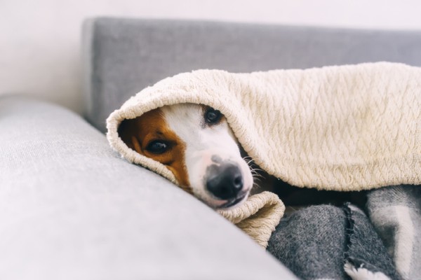 5 produtos para proteger seu cachorro do frio