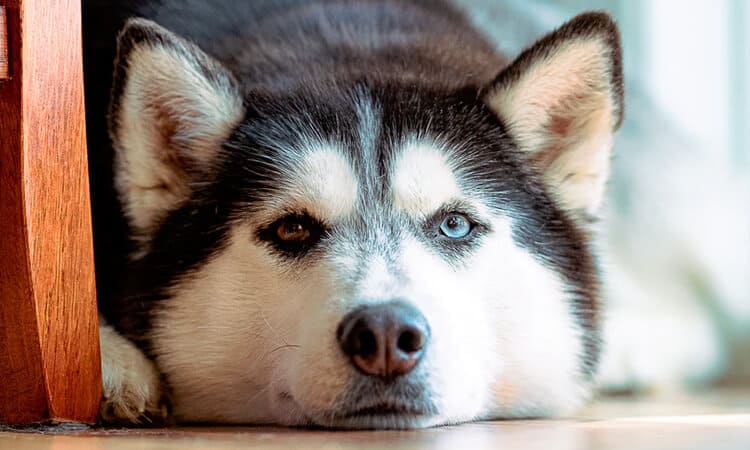 Cachorro de orelha em pé: o que pode significar?