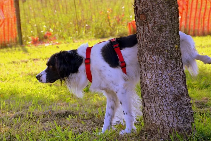 Cachorro marcando território: aprenda a resolver o problema em 5 passos