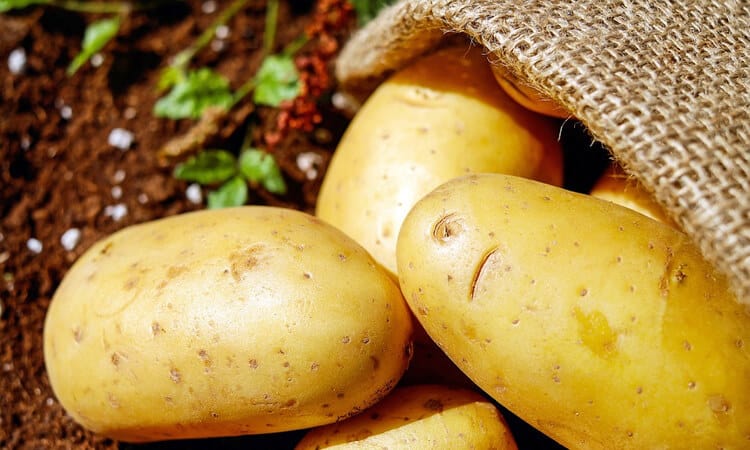 Cachorro pode comer batata cozida? Confira!