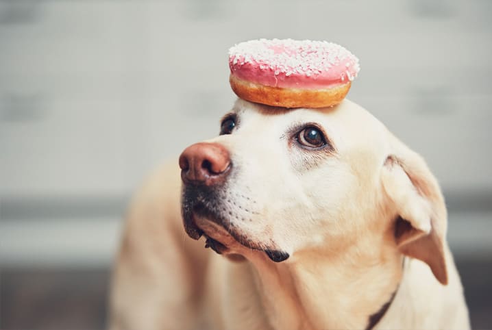 Cachorro pode comer doce? Saiba se as sobremesas estão liberadas!