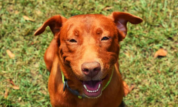 Cachorro pode comer jambo?