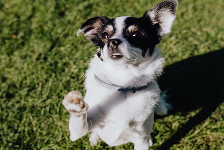 Cachorro pode comer pão de queijo? Descubra!