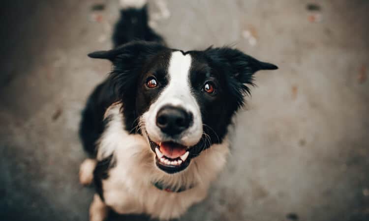 Cachorro pode comer pimenta? Descubra se os sabores picantes são permitidos!