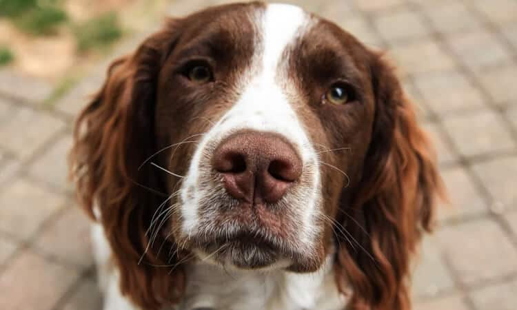 Cachorro pode comer polenta? Saiba aqui!