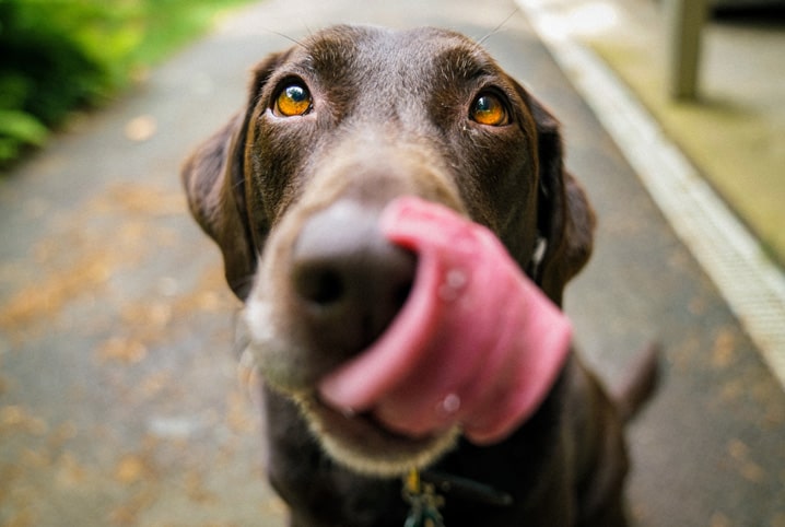 Cachorro pode comer soja? Saiba aqui!