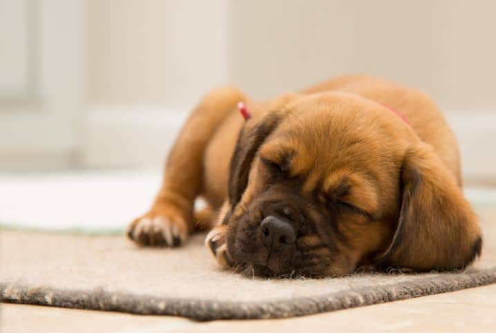 Cachorro tem pesadelo? Confira aqui!