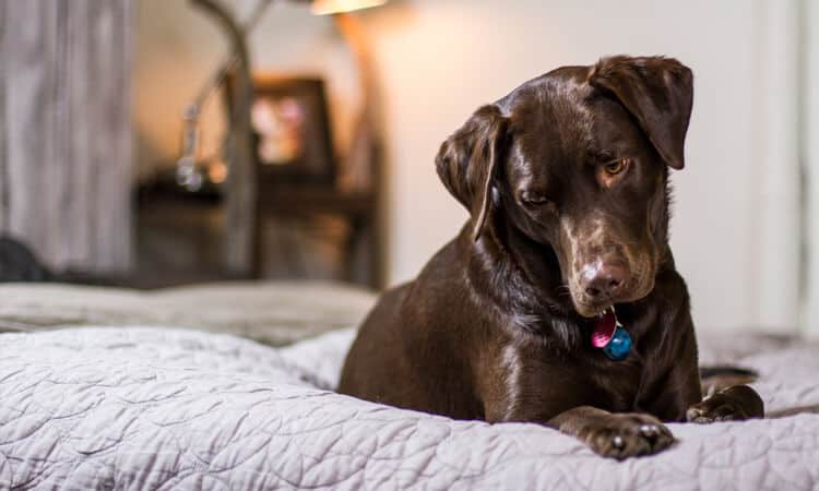 Cachorro vomitando após a castração: o que pode ser?