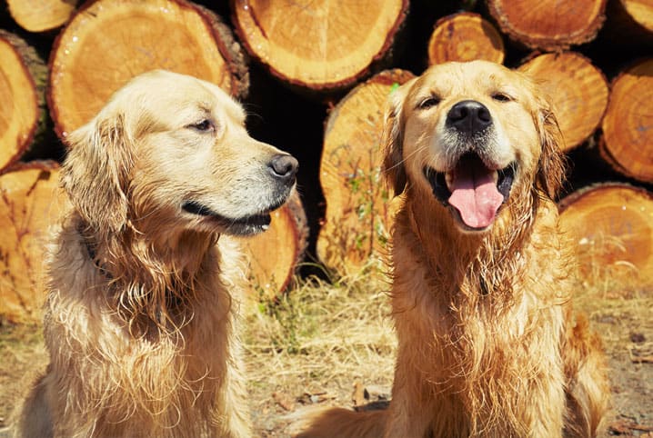 Confira algumas dicas de como socializar cachorros