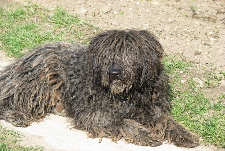 Conheça sete raças de cachorro italiano e se apaixone!