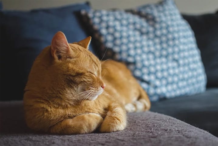 Gato castrado antes e depois: o que muda na vida do bichano?