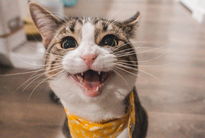 Gato pode comer sardinha? Descubra!