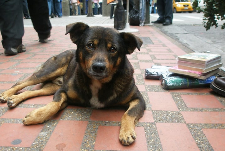 Já ouviu falar em cachorro comunitário? Saiba o que é!