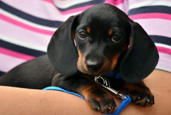 Mais de 300 nomes para cachorro salsicha para se inspirar