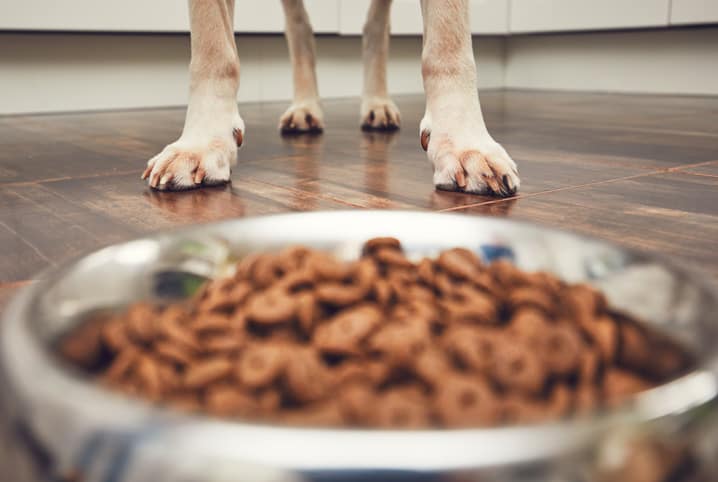 Melhor ração para cachorro idoso: saiba escolher a opção ideal!