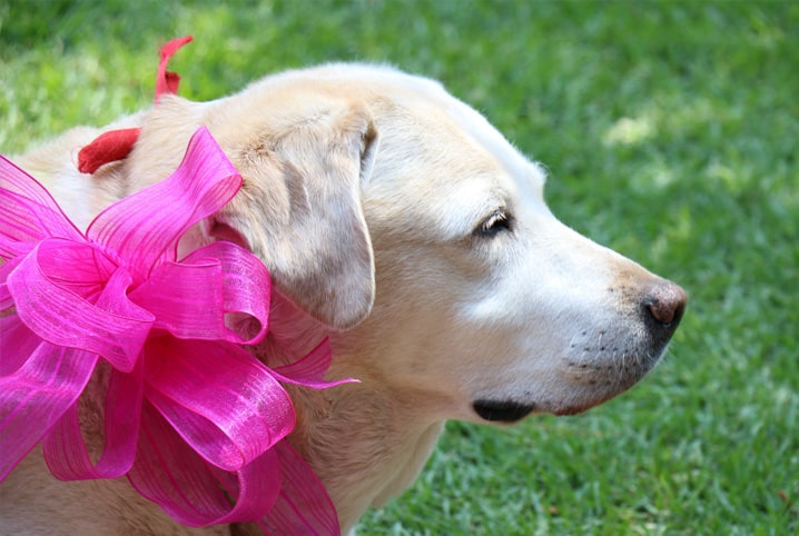 Nomes para cachorro fêmea: 250 opções para a sua amiguinha