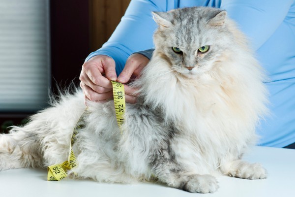 Obesidade em pets – estudo mostra ligação com fatores genéticos