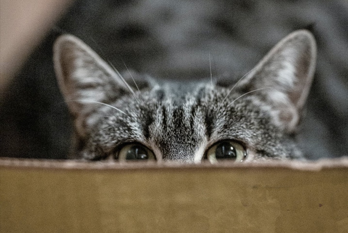 Onde colocar a caixa de areia do gato? Descubra o lugar ideal!