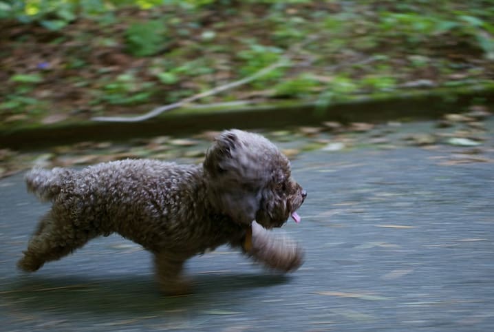 Por que cachorros correm atrás de carros?