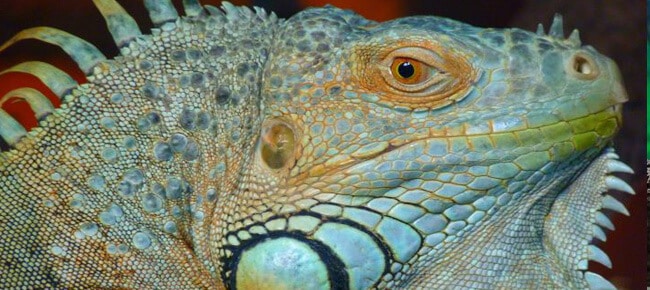 Quiz – Diferenças entre iguanas e camaleões