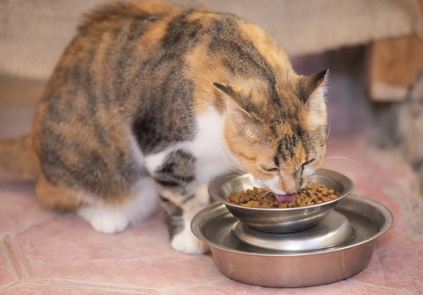 Ração natural para gatos