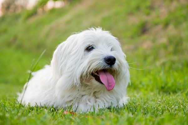 Raças de cachorro branco