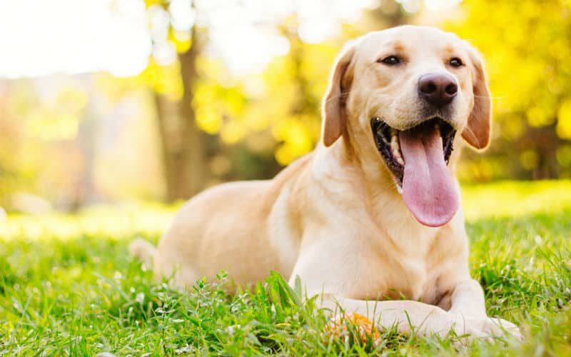 Saiba como o treinamento dos cães farejadores funciona