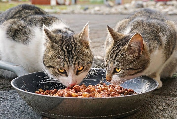 Será que gato pode comer abóbora? Saiba aqui!