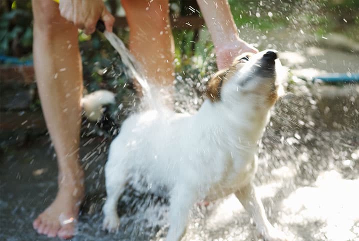 Banho em cachorro idoso: veja seis dicas para não errar