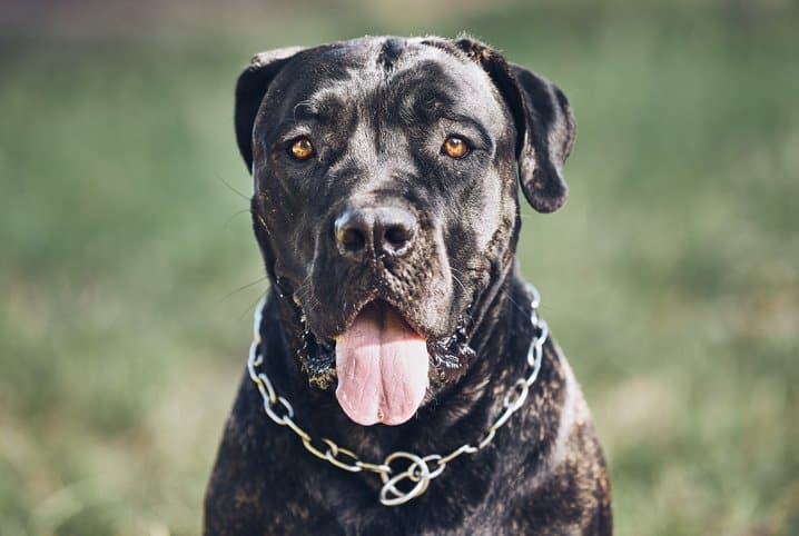 Cachorro com a língua de fora: entenda esse hábito dos peludos