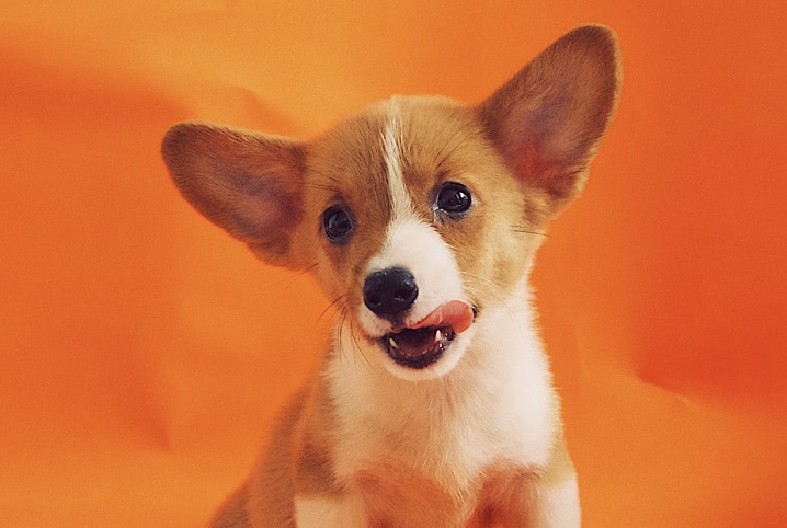 Cachorro pode comer canjica? Descubra tudo sobre o assunto!