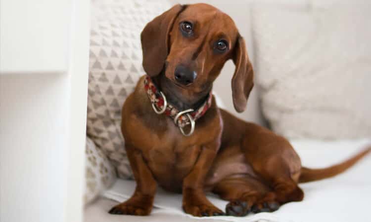 Cachorro pode comer molho de tomate? Entenda aqui!