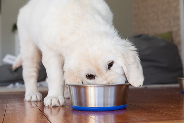 Cachorro pode comer somente ração úmida?