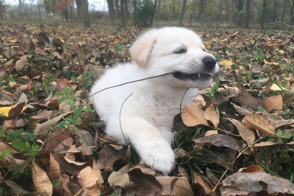 Cão da montanha dos pirinéus filhote