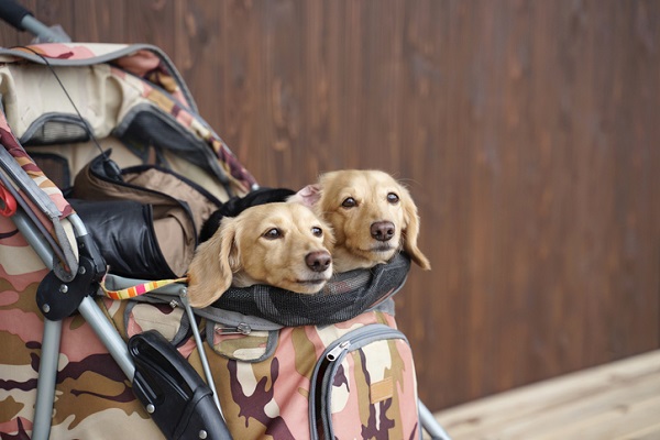 Carrinho de bebê para cachorro: para que serve?