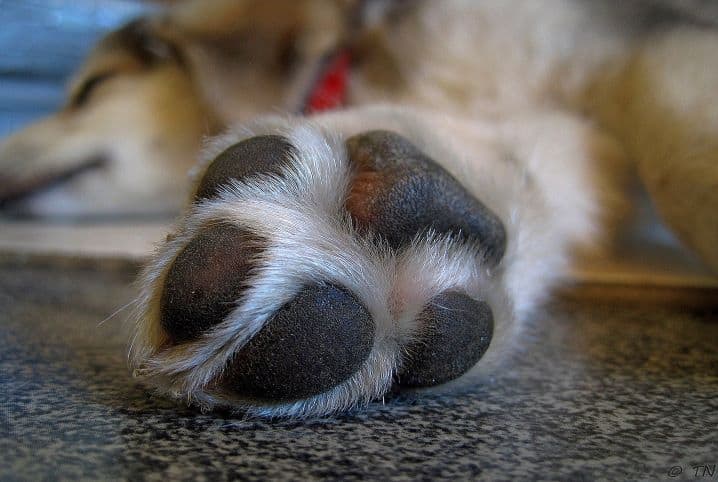 Como fazer sapatos para cachorro? Veja o passo a passo