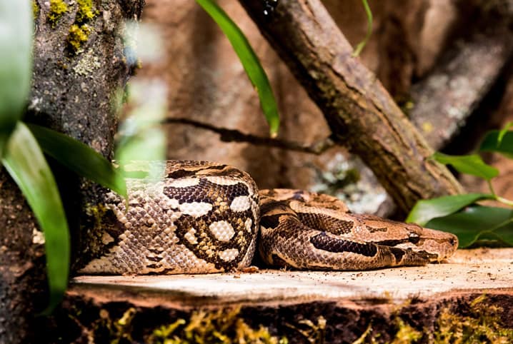 Confira nomes para cobras criativos e divertidos!