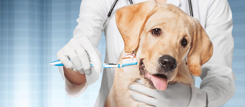 Dentista veterinário: entenda a importância