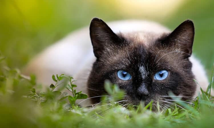 Descubra porque gatos são territoriais!