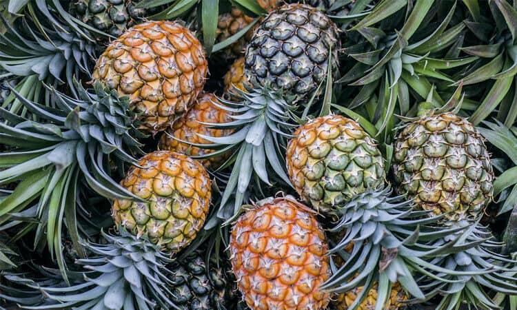 Descubra se papagaio pode comer abacaxi!