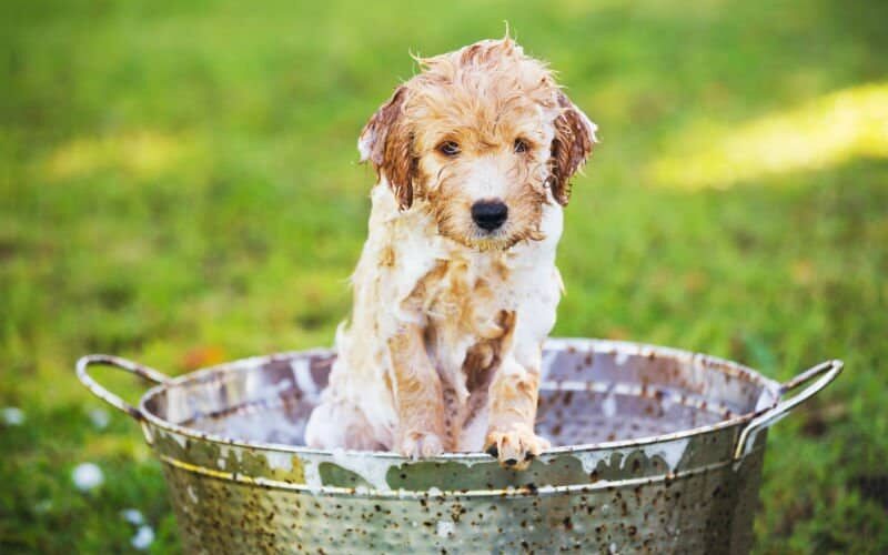 Dicas de como fazer cachorro gostar de banho